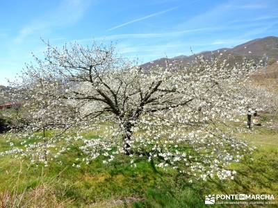 Cerezos en flor en el Valle del Jerte - Rosaceas;viajar solo grazalema camino